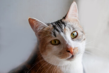 Close-up female green-eyed cat portrait with a grey background. A picture of a cute female cat. A cat looks right toward the camera lens. 