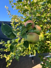 Apples from the garden