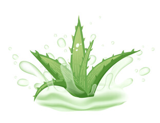 Fresh aloe vera plant with thick, spiky green leaves. Slashes of gel. Juicy, fleshy texture with glossy surface. Vector illustration isolated on white background