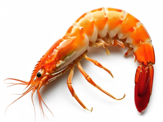 Big shrimp  isolated transparent background. sample for package design.