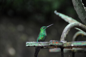 hummingbird on a branch