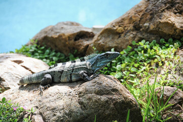 iguana on a stone