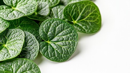 Isolated Green Piper Betel Leaves on Clean White Background for Natural and Culinary Use