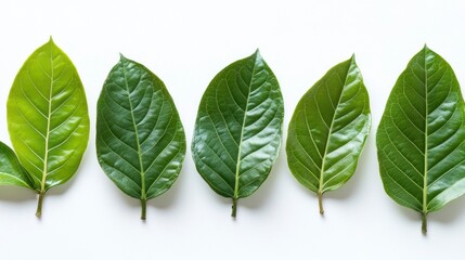 Obraz premium Isolated Jackfruit Leaves on White Background with Fresh Green Texture and Vibrant Colors Perfect for Botanical Illustrations