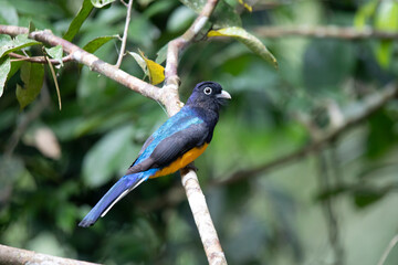 Green-backed trogon (Trogon viridis) perched on a tree branch in the Amazon rainforest in Ecuador