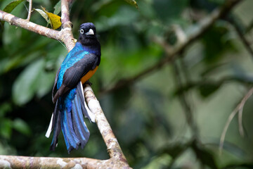 Green-backed Trogon perched on a branch with tail spread in the Amazon basin, Ecuador