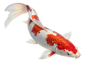 A koi fish leaping, its vibrant scales gleaming, tail curled elegantly, isolated on a transparent background