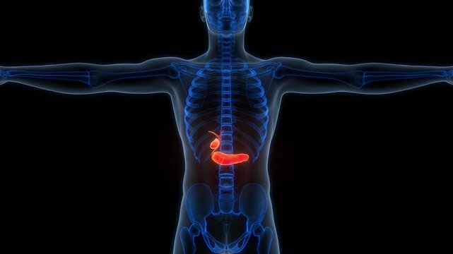 Human Internal Organs Pancreas with Gallbladder Anatomy Animation Concept