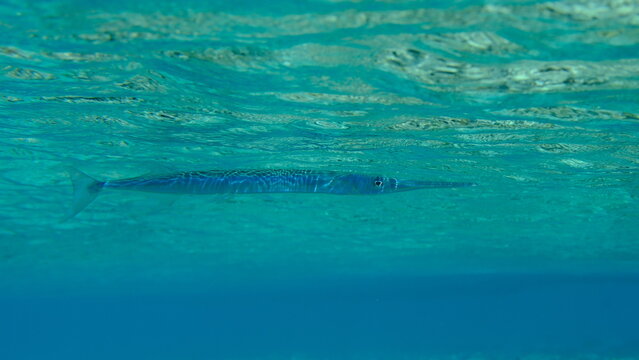 Red Sea houndfish (Tylosurus choram) undersea, Red Sea, Egypt, Sharm El Sheikh, Montazah Bay