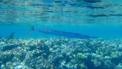 Fototapeta premium Red Sea houndfish (Tylosurus choram) undersea, Red Sea, Egypt, Sharm El Sheikh, Montazah Bay