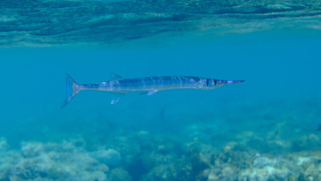 Red Sea houndfish (Tylosurus choram) undersea, Red Sea, Egypt, Sharm El Sheikh, Montazah Bay