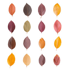 Obraz premium colorful leaves 