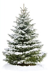 Fototapeta premium Snowy Christmas Tree