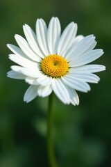 Obraz premium Single white daisy, petals unfurled, vibrant yellow center , plant, closeup