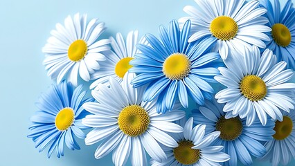 vibrant blue white daisies, light blue bg
