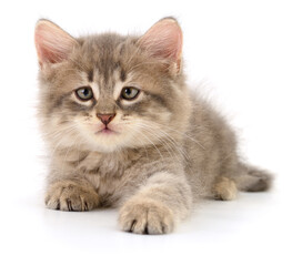 Kitten on white background.