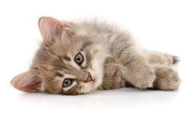Kitten on white background.