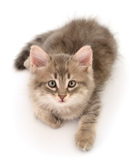 Kitten on white background.