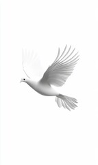Obraz premium White dove soaring on plain white background, ideal for peace or spirituality themes