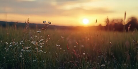 A serene sunset over a field with wildflowers, capturing nature's beauty and tranquility.