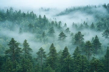 Foggy morning in a dense pine forest, with mist weaving through the trees and a soft, mysterious light filtering through the thick canopy.