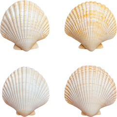 Obraz premium seashell 