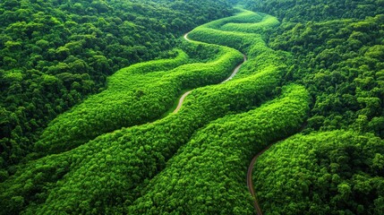 Winding river surrounded by dense green forest aerial landscape view