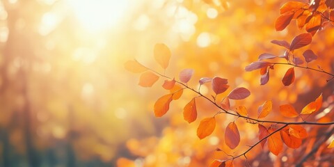 Obraz premium Bright autumn leaves glistening in the warm sunlight, showcasing nature's beauty.