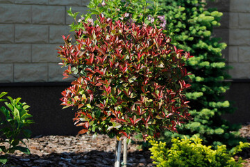 decorative plants in the garden

