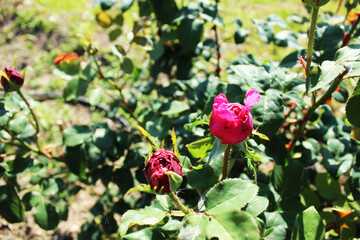 Pink rose bush in the middle plan view of Serhu. Growing roses