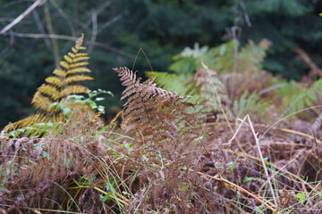 Thickets of young ferns in a dense forest. Concept of wildlife.