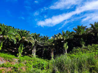 Fototapeta premium Beautiful scenery of palm oil garden.