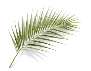 Obraz premium Single Palm Leaf on White Background Tropical Summer Image