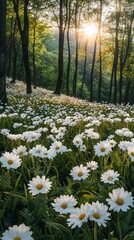 Obraz premium Daisies and the Forest: A Serene Scene of White Flowers Amidst Tall Trees.