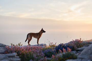 A Belgian Malinois stands surrounded by wildflowers with the sunset illuminating the rocky terrain....