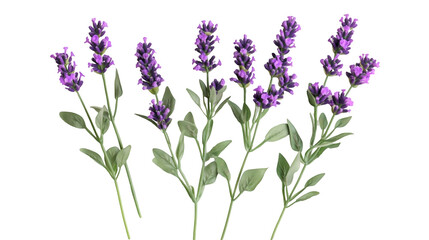 Naklejka premium A cluster of deep purple lavender flowers with slender stems isolated on a transparent background