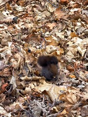 autumn leaves on the ground