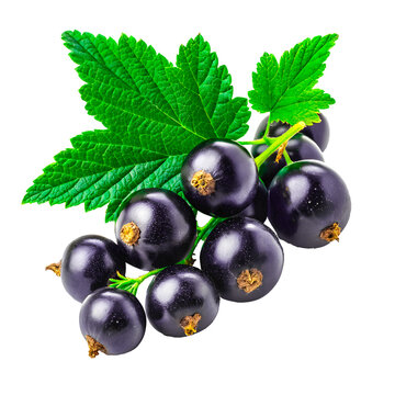 fresh Blackcurrant transparent background image 