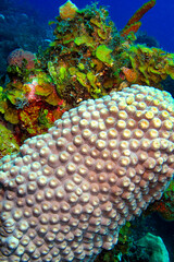 Soft  coral, Coral Reef, Caribbean Sea, Isla de la Juventud, Cuba, America