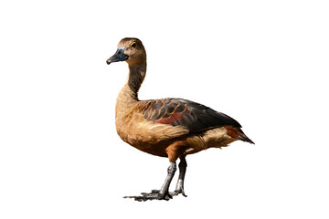 A male of the lesser whistling duck (Dendrocygna javanica), also known as Indian whistling duck or lesser whistling teal, isolated