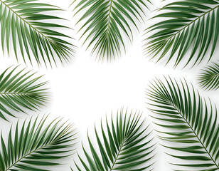 Lush Green Palm Leaves Frame White Background