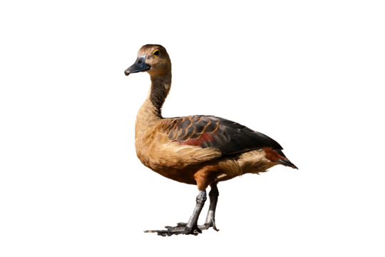 A male of the lesser whistling duck (Dendrocygna javanica), also known as Indian whistling duck or lesser whistling teal, isolated