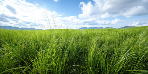 Obraz premium Grassland Field with Distant Mountains and Blue Sky