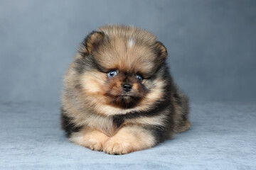 Little funny pomeranian puppy. Fluffy puppy