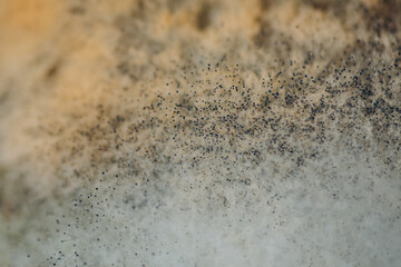 Macro photo of mold. Mold on soup close up. light abstraction