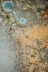 Macro photo of mold. Mold on soup close up. light abstraction
