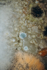 Macro photo of mold. Mold on soup close up. light abstraction