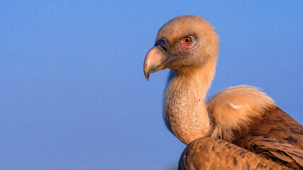 Eurasian Griffon Vulture, Gyps fulvus, Agricultural Fields, Castilla y Leon, Spain, Europe