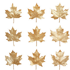 golden maple leaves
