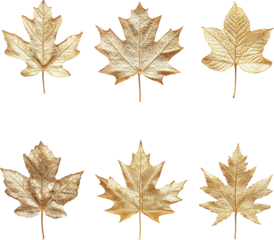 golden maple leaves